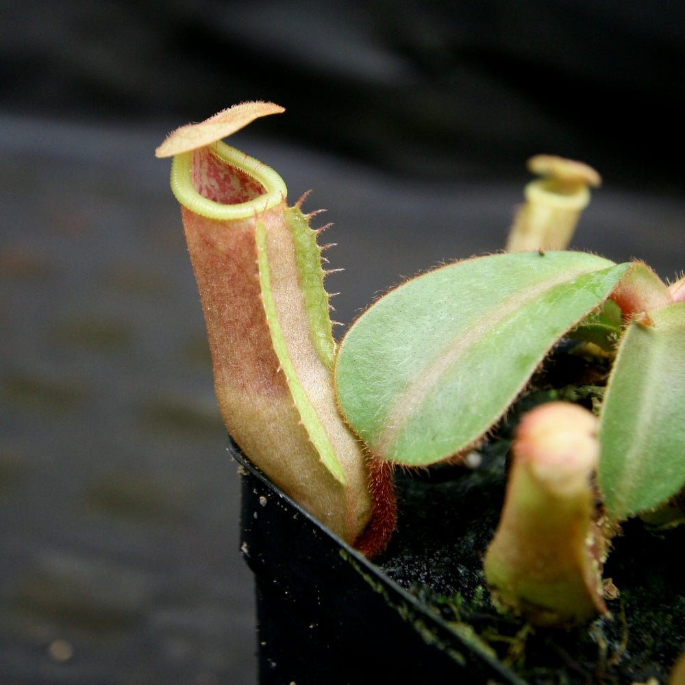 
                      
                        Nepenthes [(Rokko x boschiana) x veitchii] x veitchii "The Wave", CAR-0271 - Exact Plant 03/01/24
                      
                    