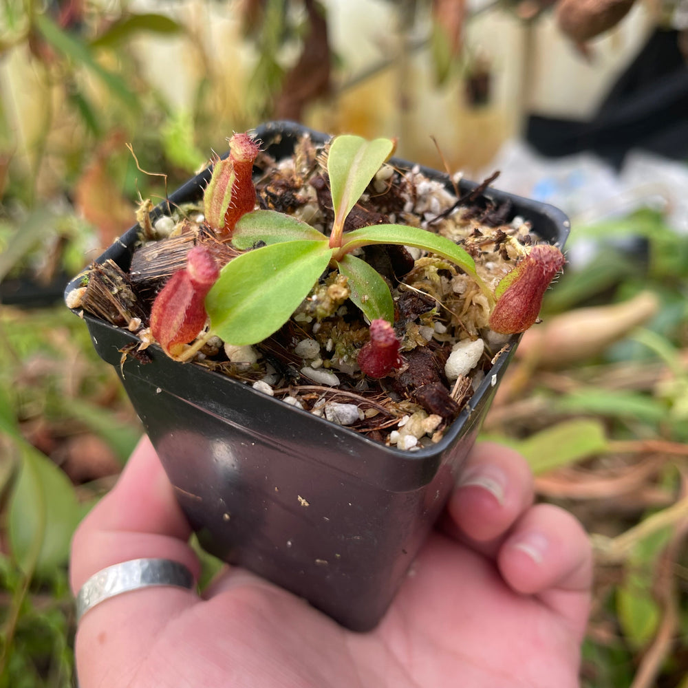 
                      
                        Nepenthes (veitchii x lowii) x 'Redonkulas', CAR-0465
                      
                    