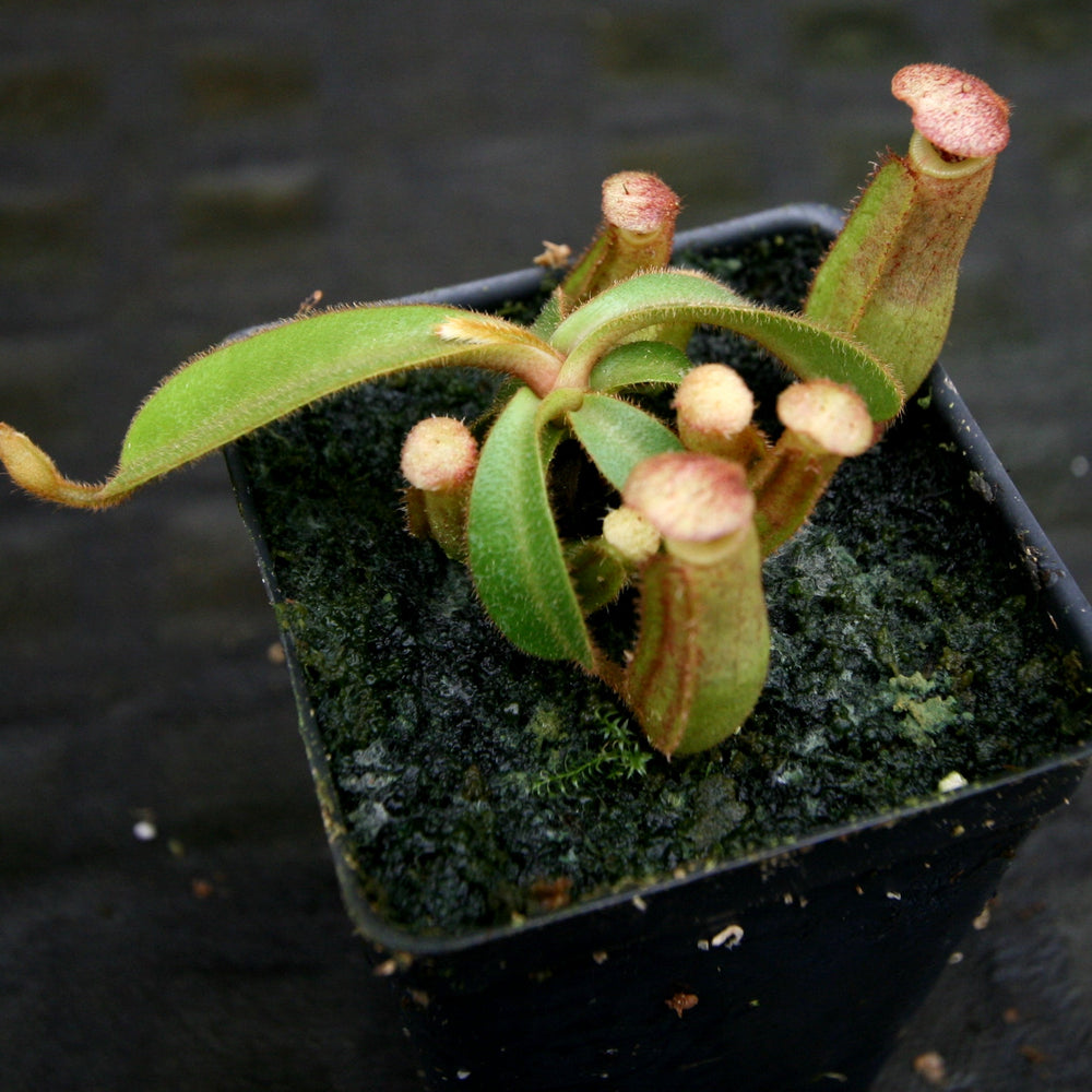 
                      
                        Nepenthes [(Rokko x boschiana) x veitchii] x veitchii "The Wave", CAR-0271 - Exact Plant 03/01/24
                      
                    