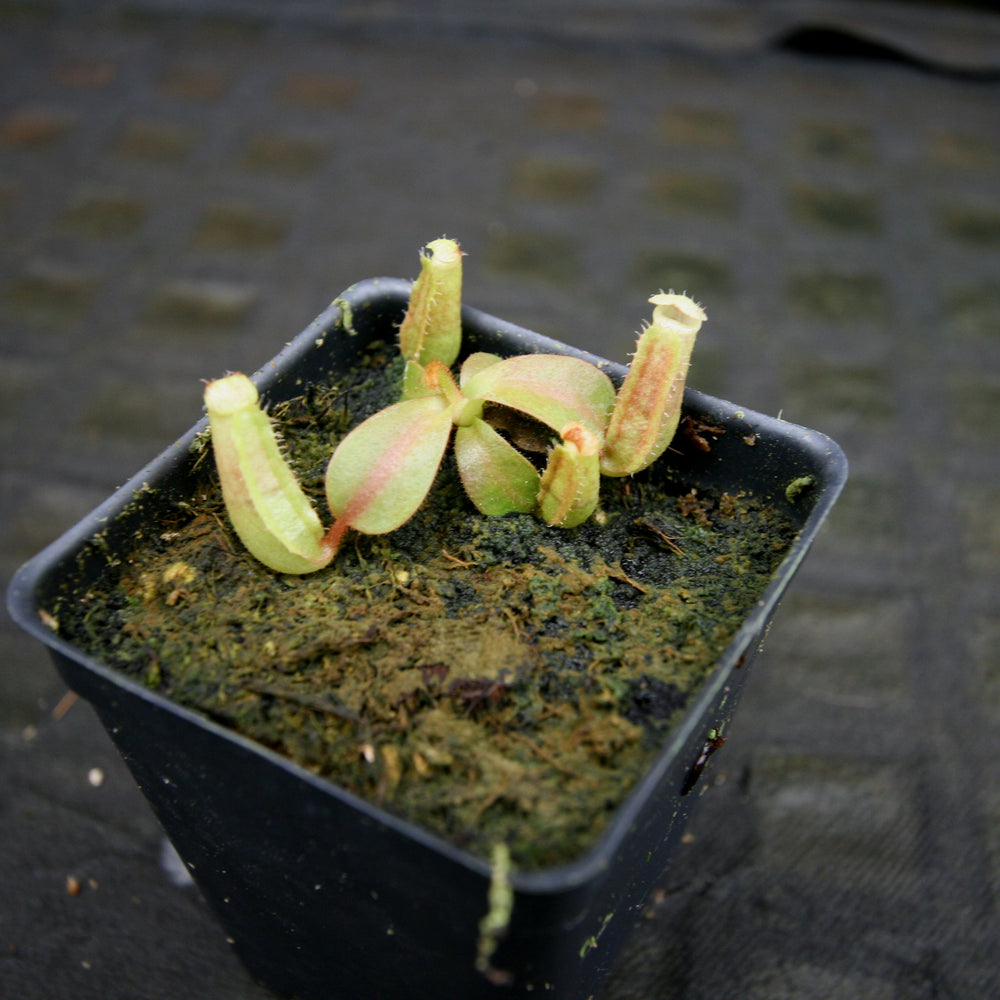 
                      
                        Nepenthes [(Rokko x boschiana) x veitchii] x veitchii "The Wave", CAR-0271 - Exact Plant 03/01/24
                      
                    