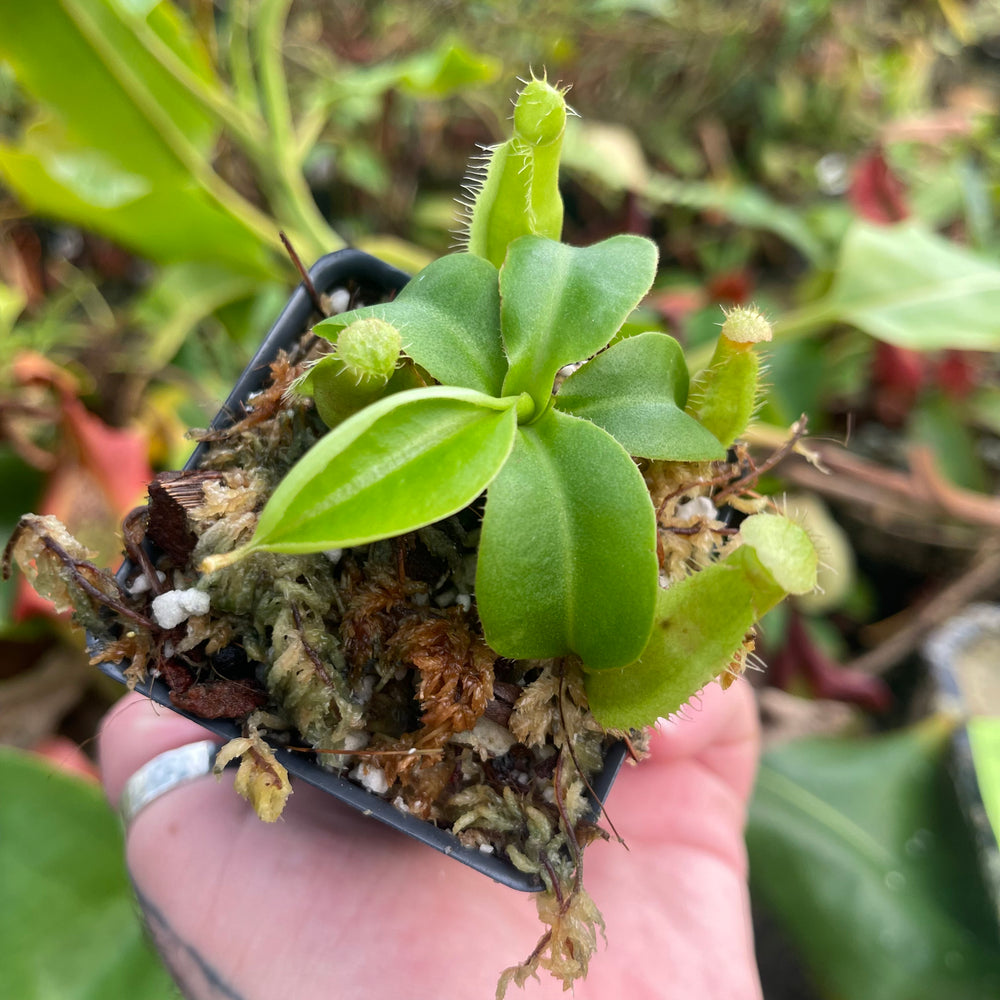 
                      
                        Nepenthes northiana x truncata, CAR-0468
                      
                    