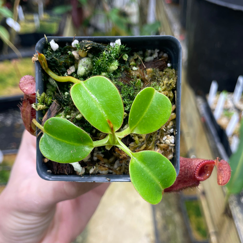 
                      
                        [A070] Nepenthes villosa x robcantleyi
                      
                    