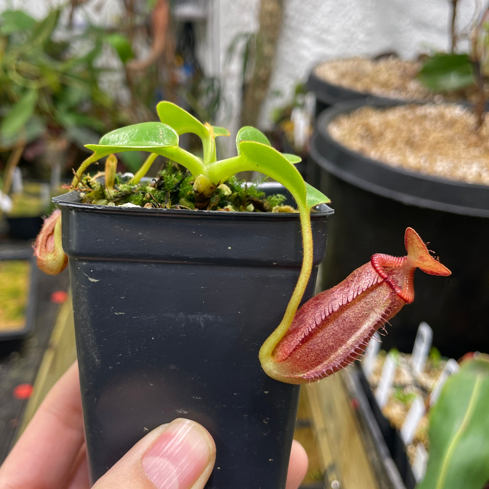 
                      
                        [A070] Nepenthes villosa x robcantleyi
                      
                    