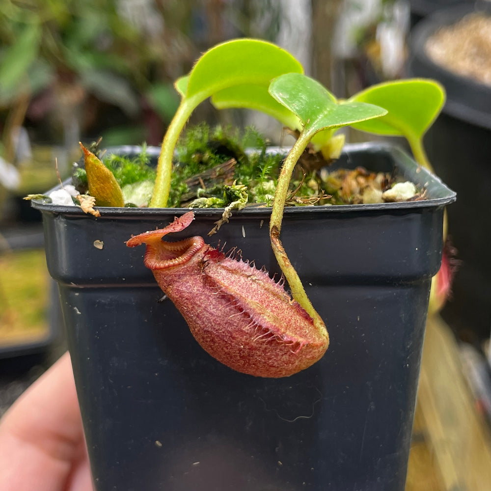 [A070] Nepenthes villosa x robcantleyi