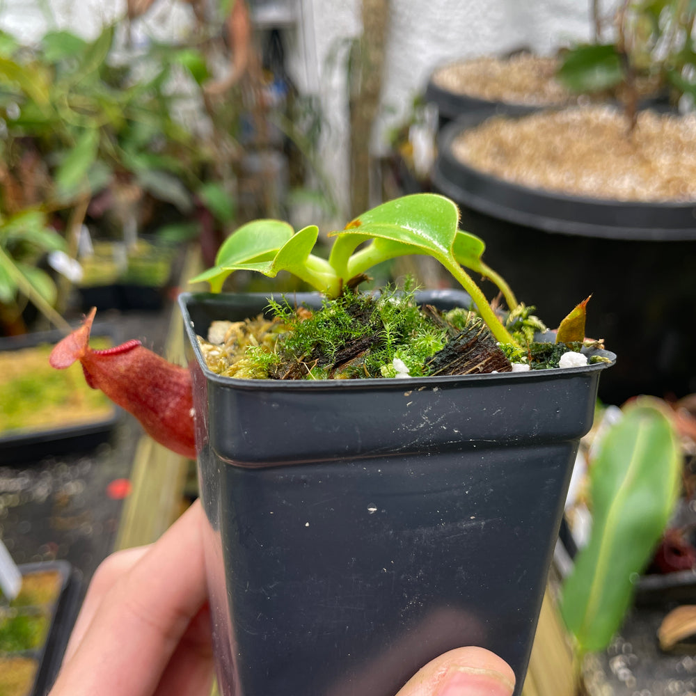 
                      
                        [A070] Nepenthes villosa x robcantleyi
                      
                    