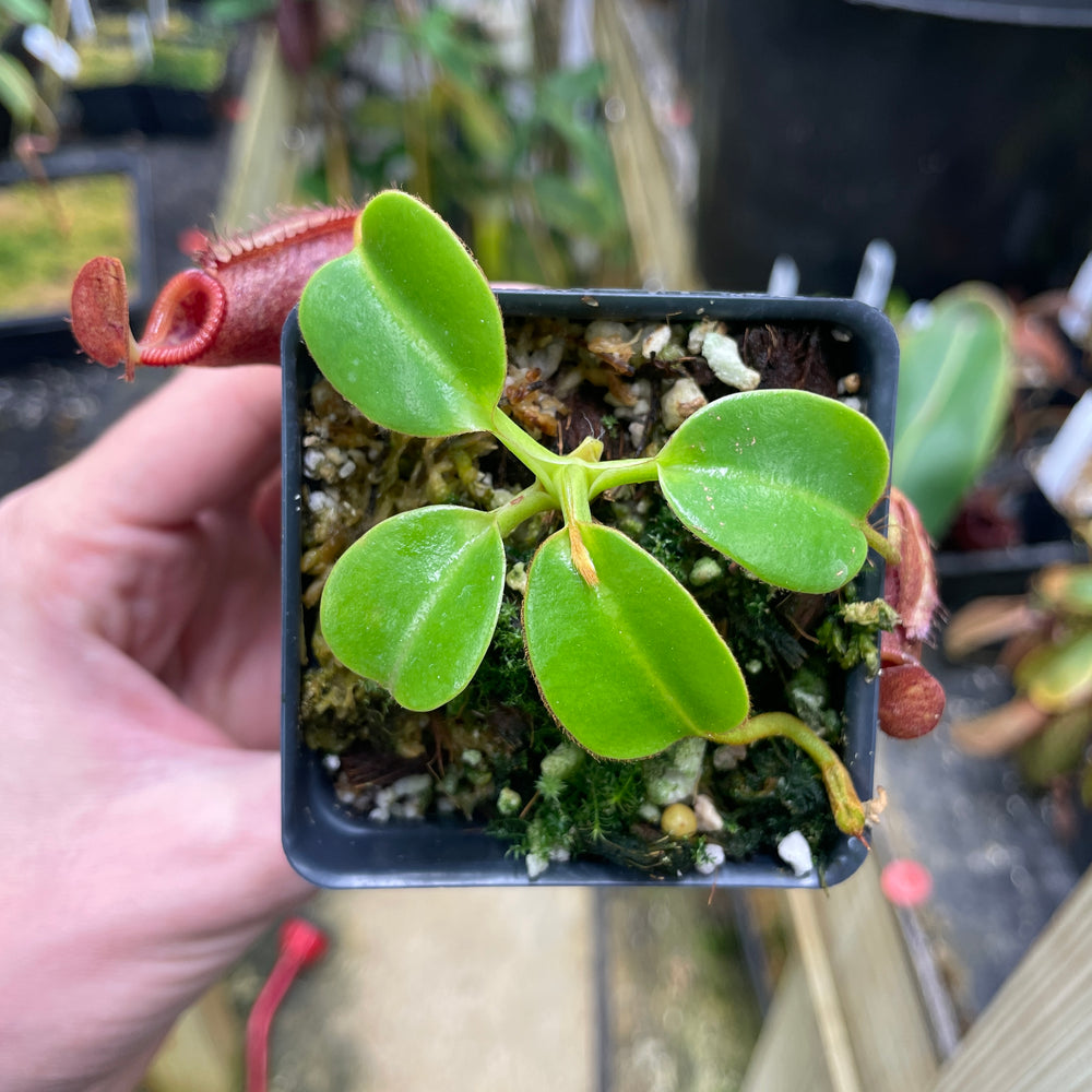 
                      
                        [A070] Nepenthes villosa x robcantleyi
                      
                    