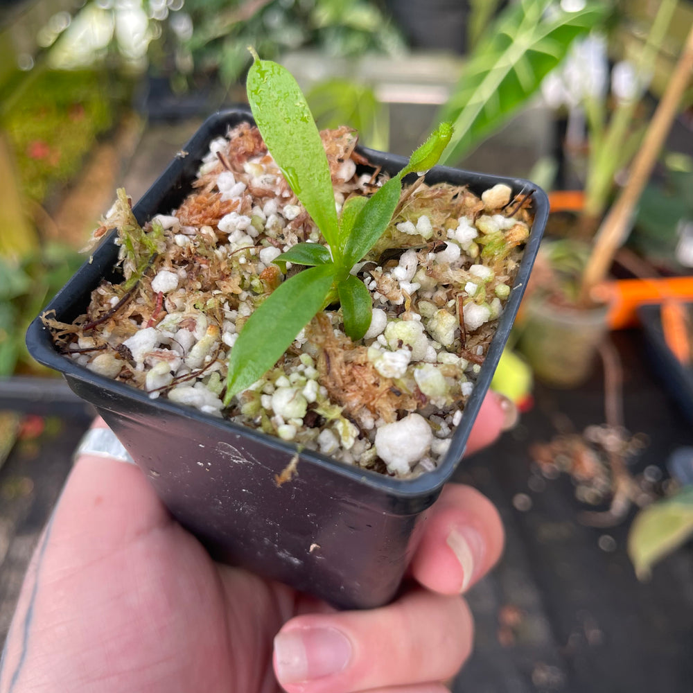 
                      
                        Nepenthes (truncata x veitchii) x hamata MT, CAR-0466
                      
                    