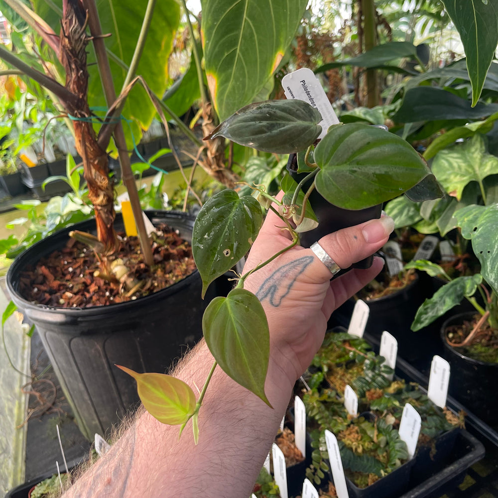 
                      
                        Philodendron micans, Reverted
                      
                    