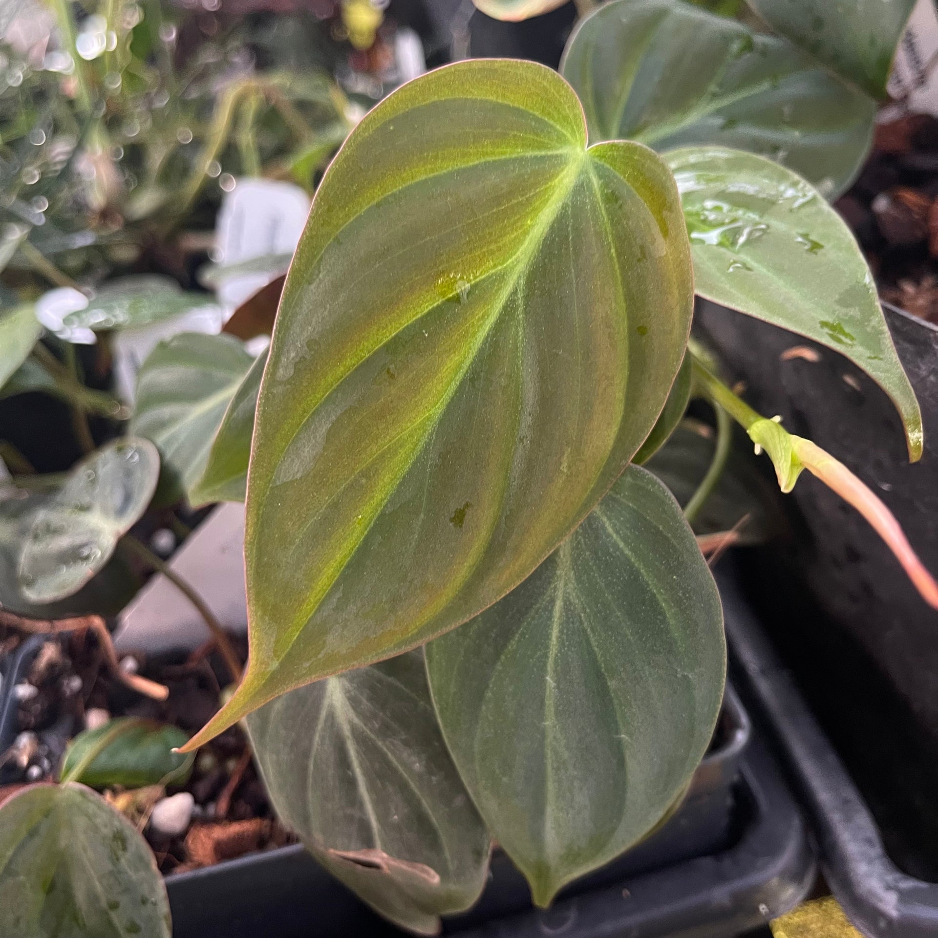 Possibly Reverting hot Philodendron micans