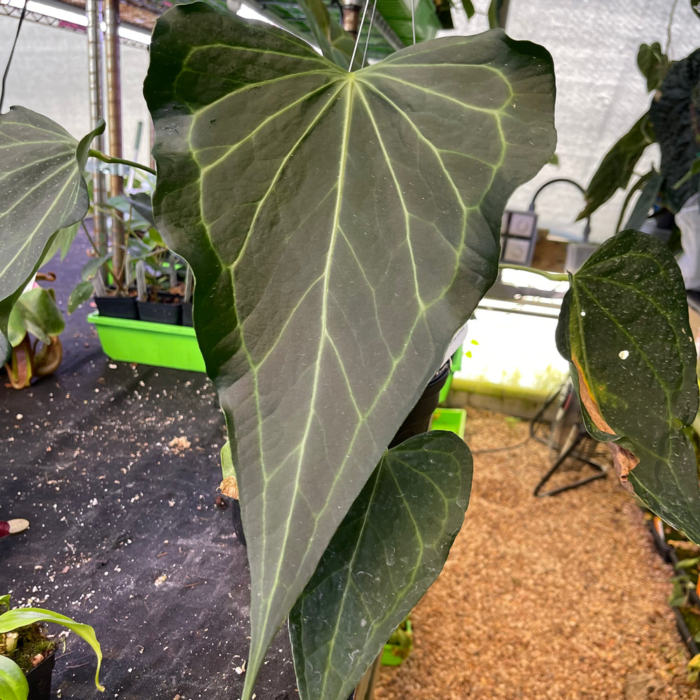 Anthurium 'Delta Force'