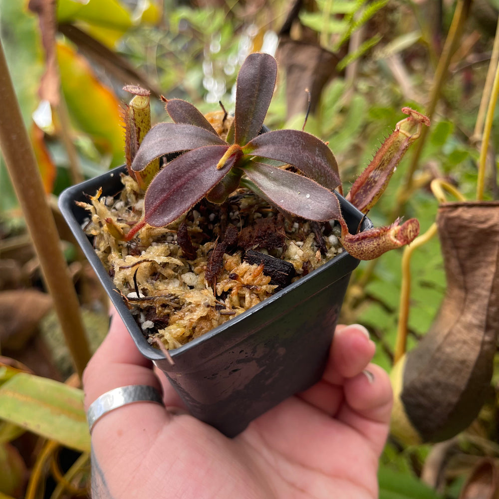 Nepenthes boschiana x mollis, CAR-0469