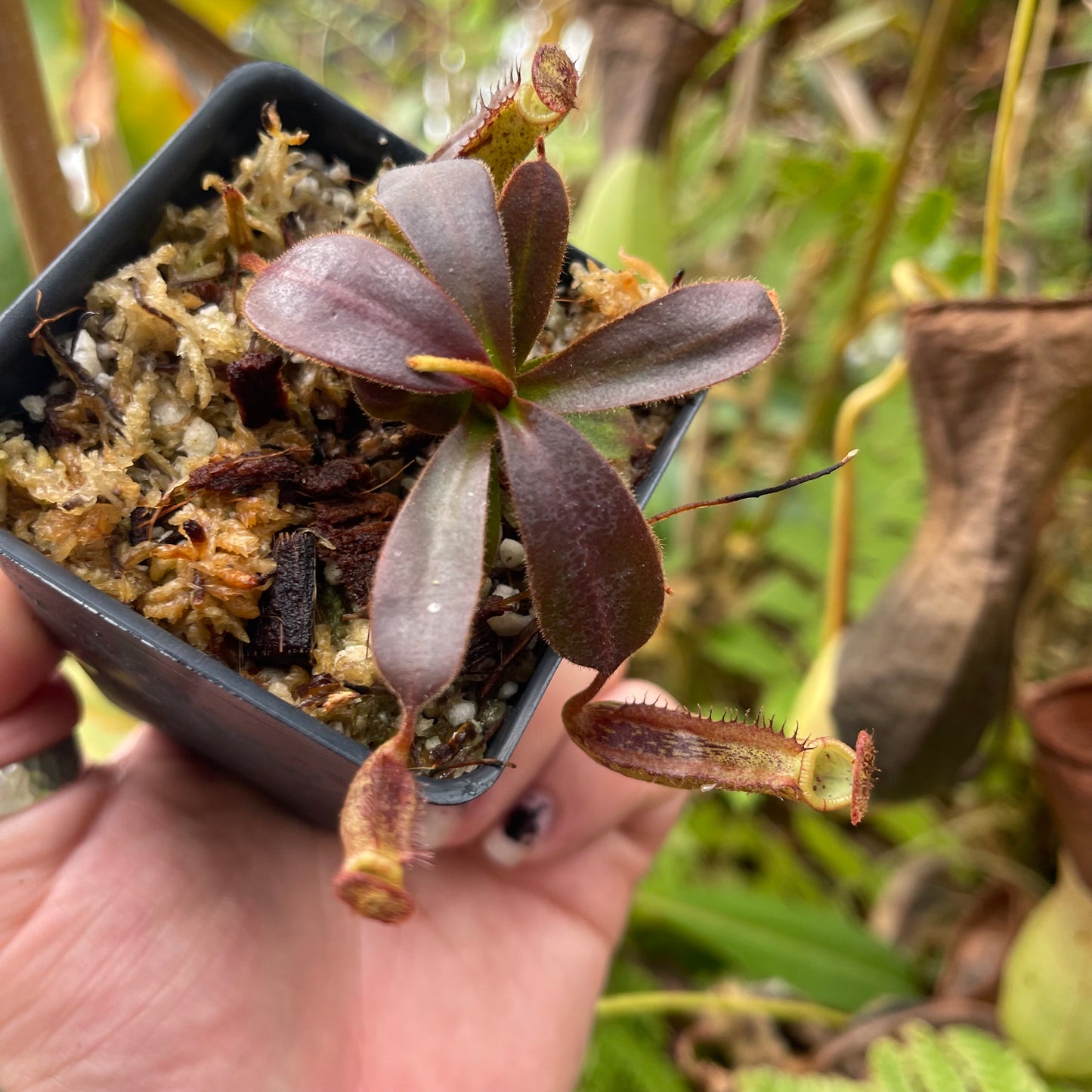 Nepenthes boschiana x mollis, CAR-0469