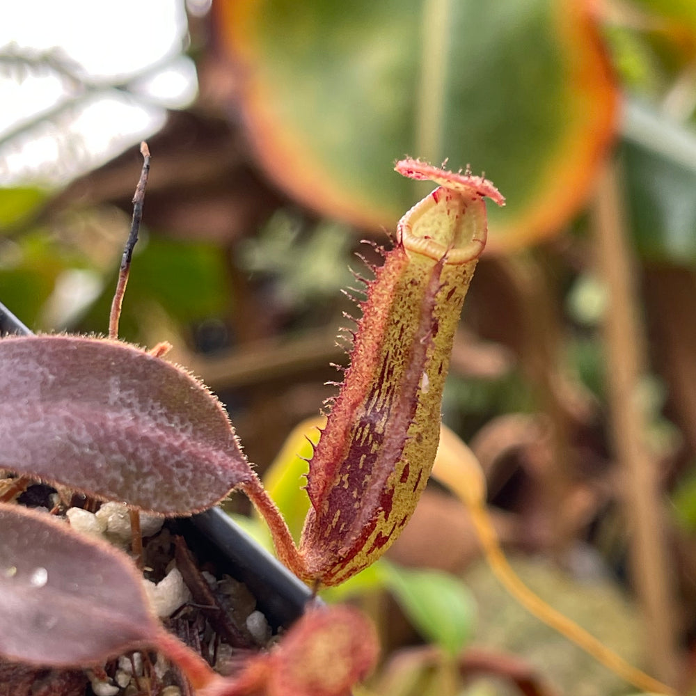 
                      
                        Nepenthes boschiana x mollis, CAR-0469
                      
                    