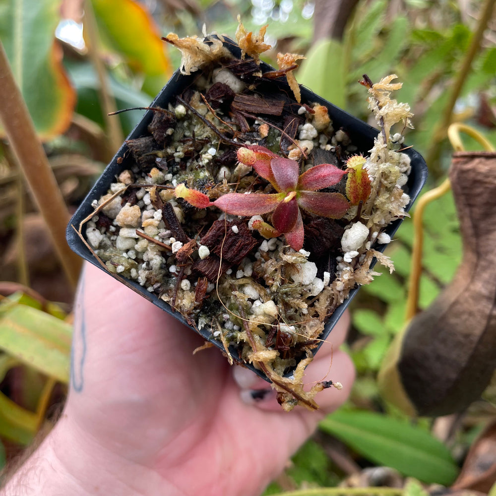 
                      
                        Nepenthes boschiana x mollis, CAR-0469
                      
                    