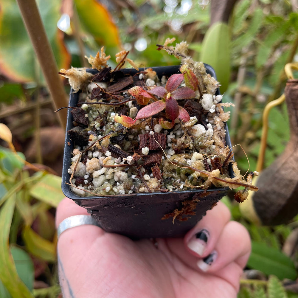 
                      
                        Nepenthes boschiana x mollis, CAR-0469
                      
                    