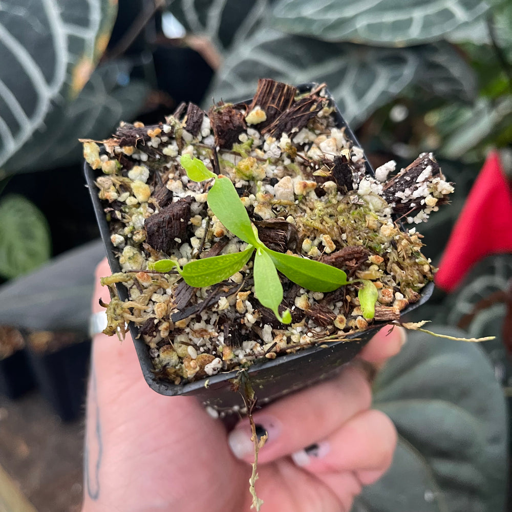 
                      
                        Nepenthes (SPATHULATA X JACQUELINEAE) x 'Redonkulas', CAR-0471
                      
                    