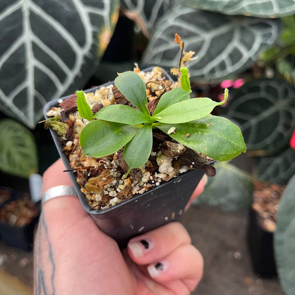 
                      
                        Nepenthes [(Lowii x veitchii) x boschiana} 'Red Ruffled' x 'Song of Melancholy' x [(lowii x veitchii) x Boschiana]}, CAR-0472
                      
                    