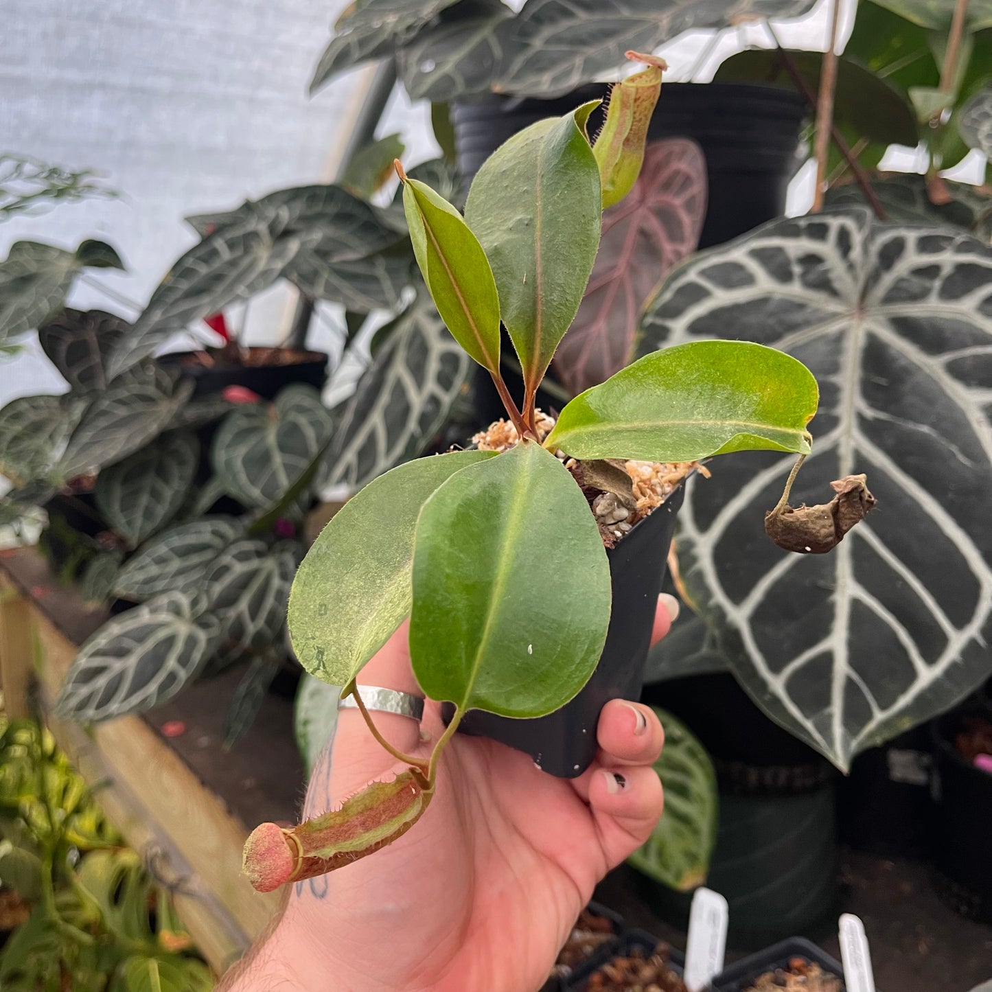 Nepenthes [(Lowii x veitchii) x boschiana} 'Red Ruffled' x 'Song of Melancholy' x [(lowii x veitchii) x Boschiana]}, CAR-0472