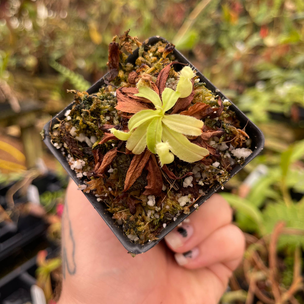 
                      
                        Nepenthes mirabilis var. echinostoma, BE-3372
                      
                    