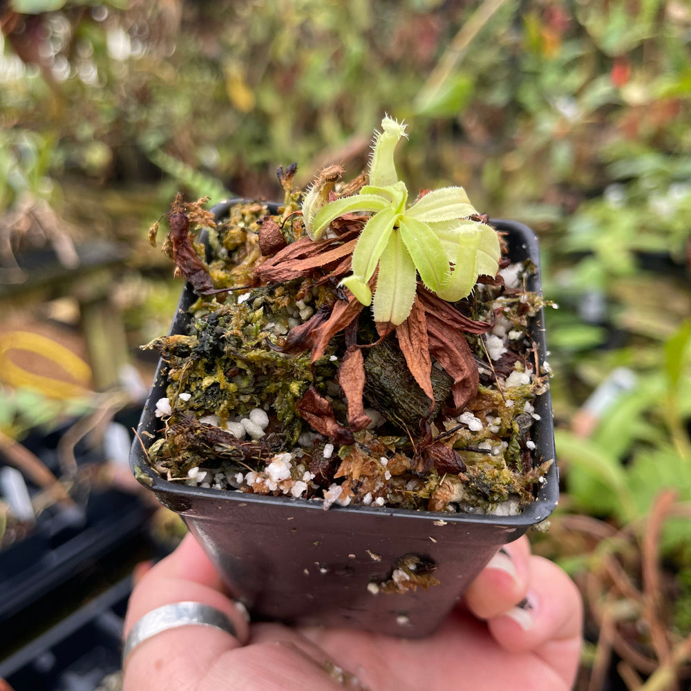 
                      
                        Nepenthes mirabilis var. echinostoma, BE-3372
                      
                    