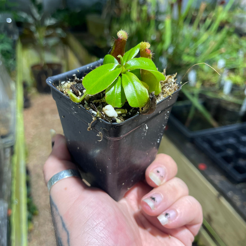 
                      
                        Nepenthes truncata (d)#2 x (ventricosa x sibuyanensis), CAR-0475
                      
                    