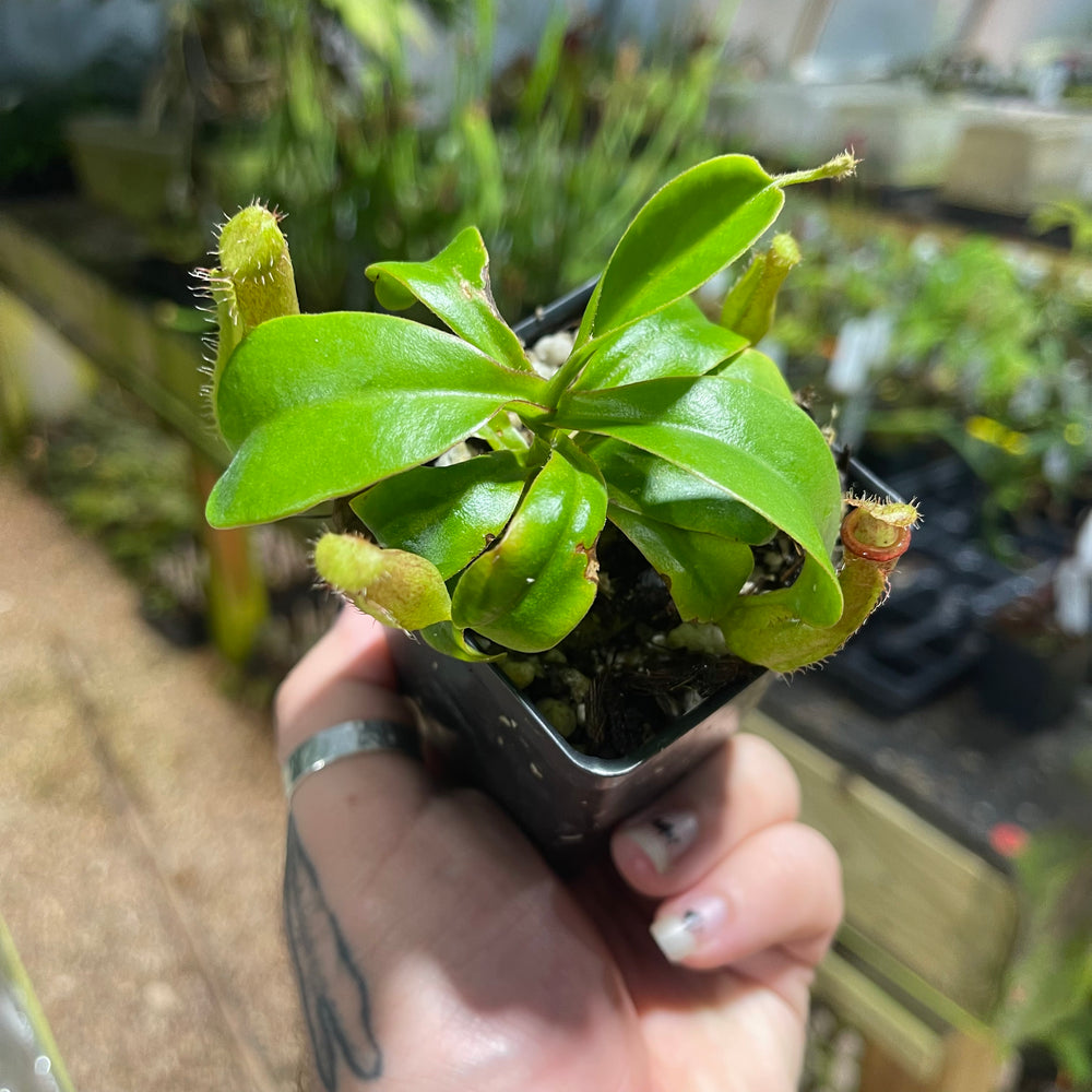 
                      
                        Nepenthes truncata (d)#2 x (ventricosa x sibuyanensis), CAR-0475
                      
                    