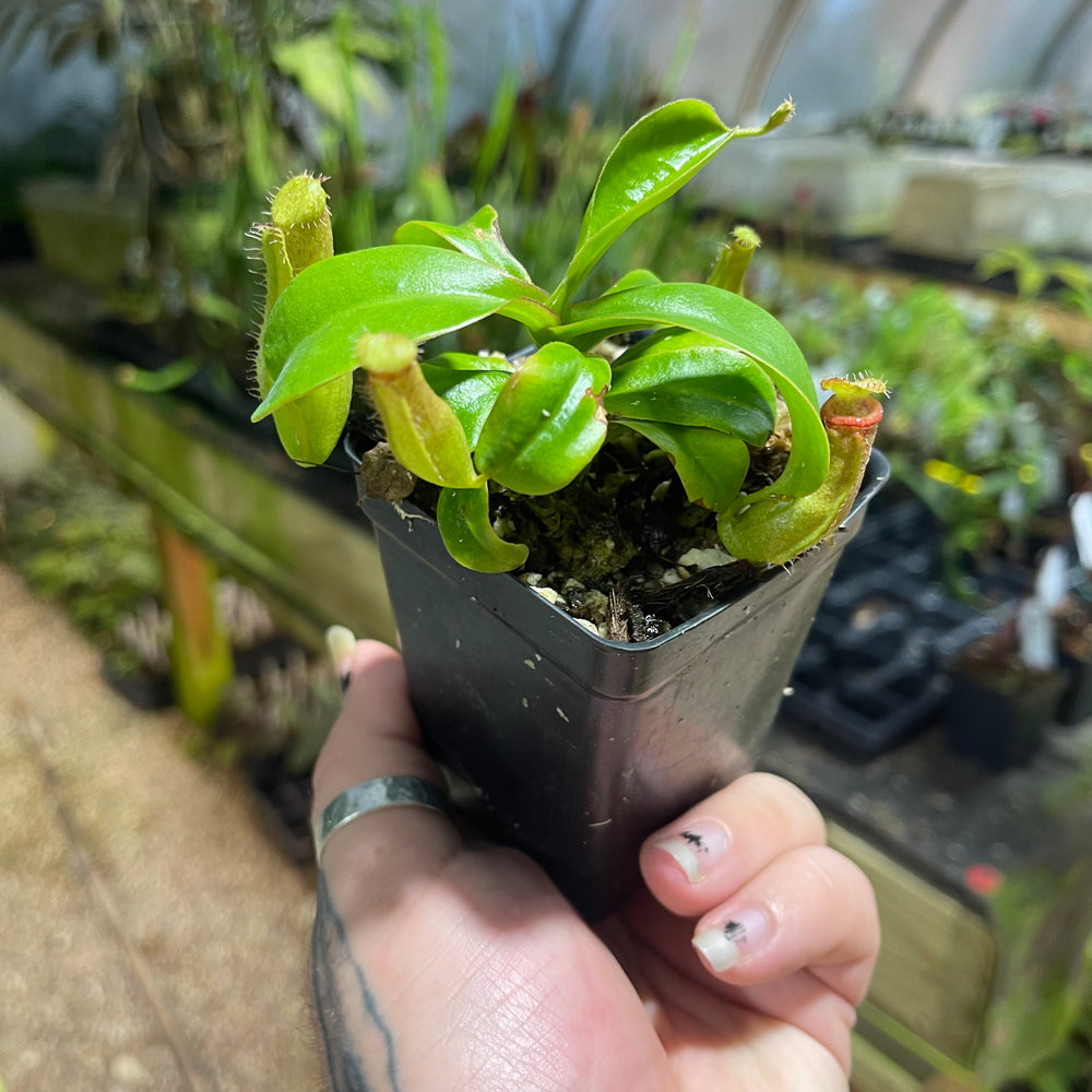 
                      
                        Nepenthes truncata (d)#2 x (ventricosa x sibuyanensis), CAR-0475
                      
                    