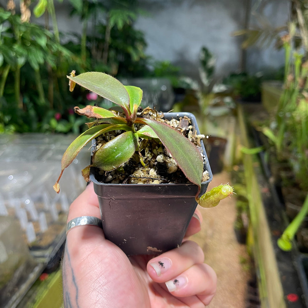 
                      
                        Nepenthes peltata BE x (peltata x tenuis), CAR-0474
                      
                    