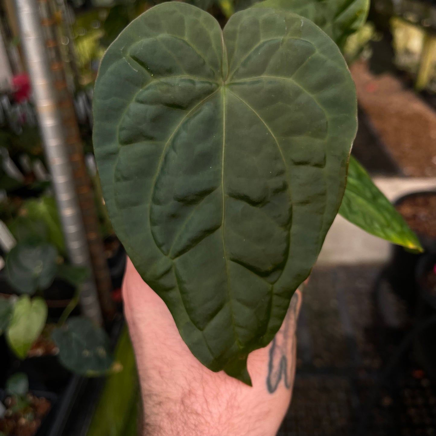 Anthurium crystallinum ex Antioquia F1 x debilis, CAR-0486