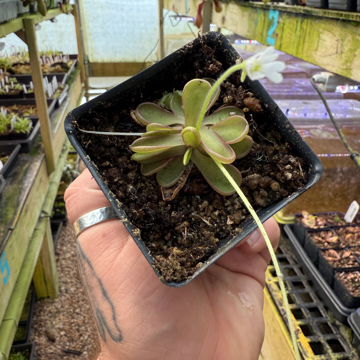 Pinguicula Emarginata