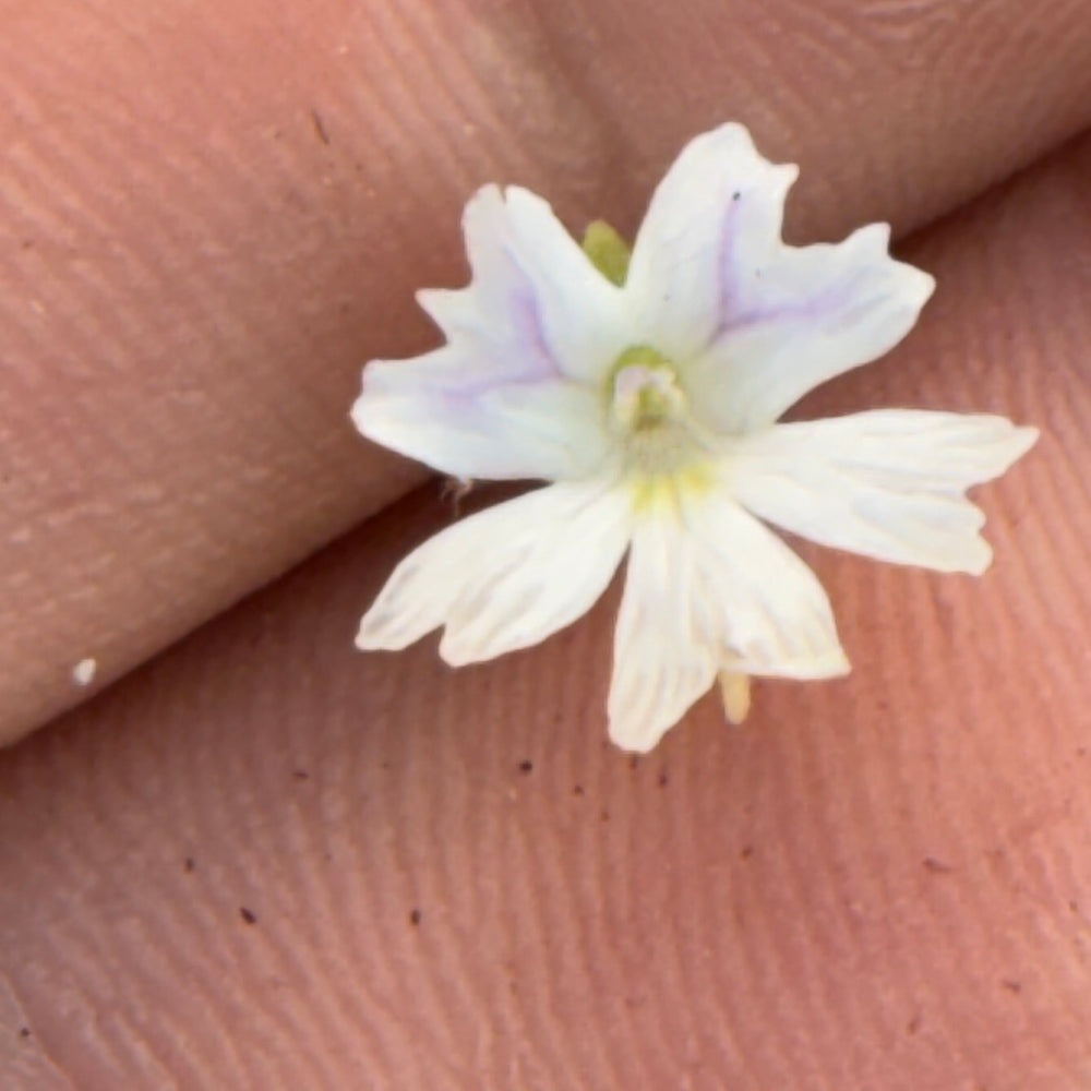 
                      
                        Pinguicula Emarginata
                      
                    