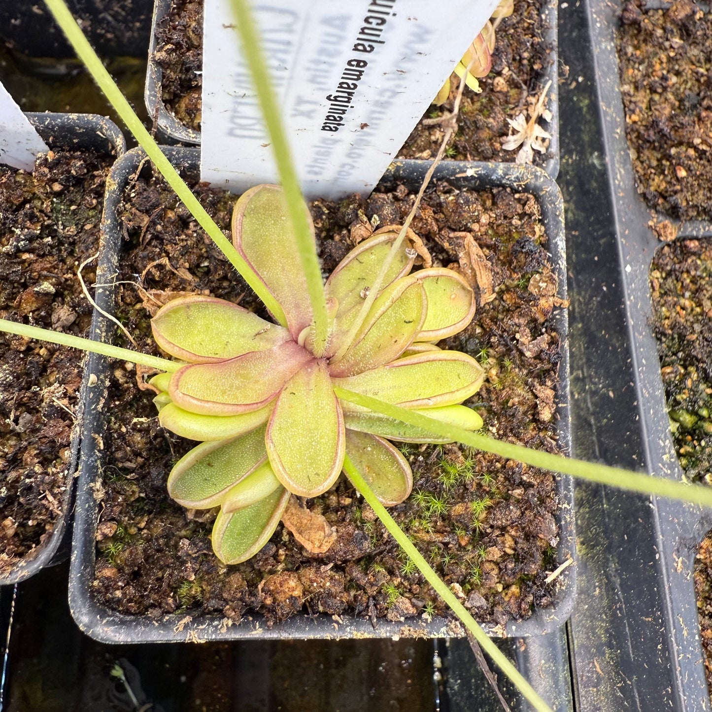 Pinguicula Emarginata