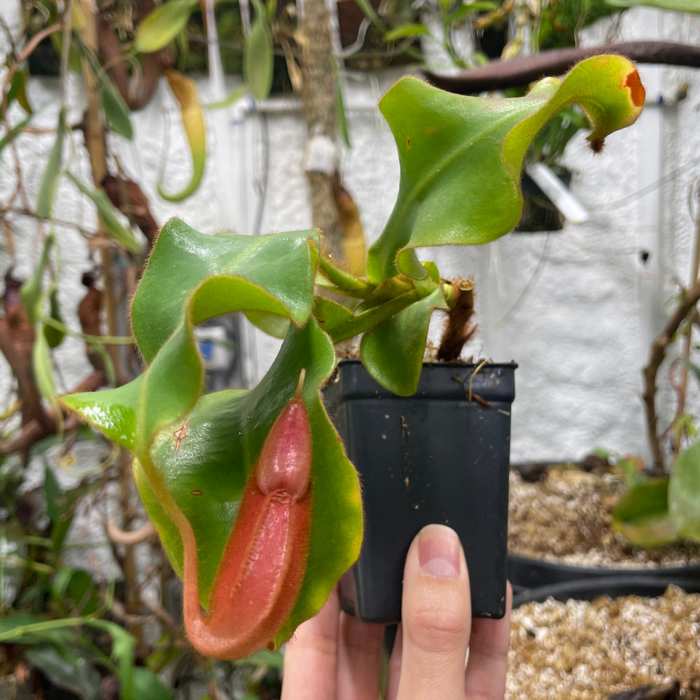 [A132] Nepenthes veitchii 