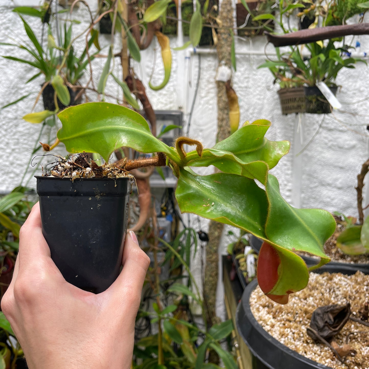 [A132] Nepenthes veitchii "Cobra" (Unpotted)