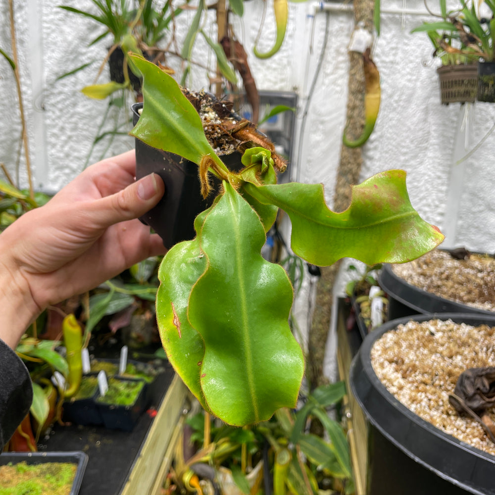 
                      
                        [A132] Nepenthes veitchii "Cobra" (Unpotted)
                      
                    