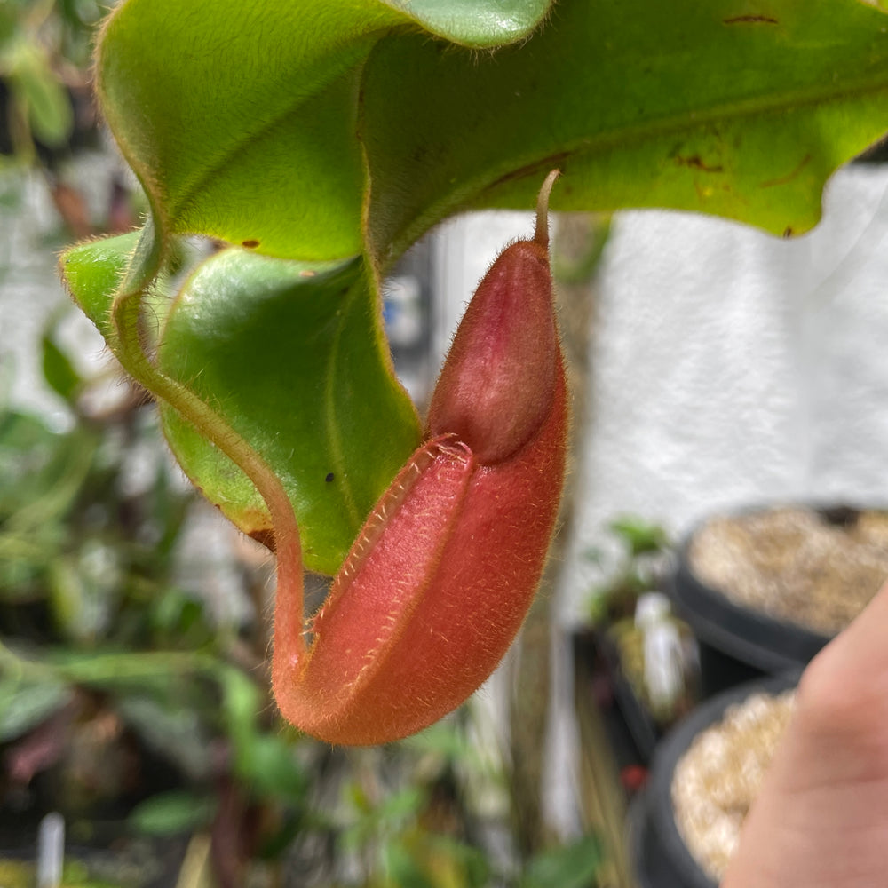 
                      
                        [A132] Nepenthes veitchii "Cobra" (Unpotted)
                      
                    