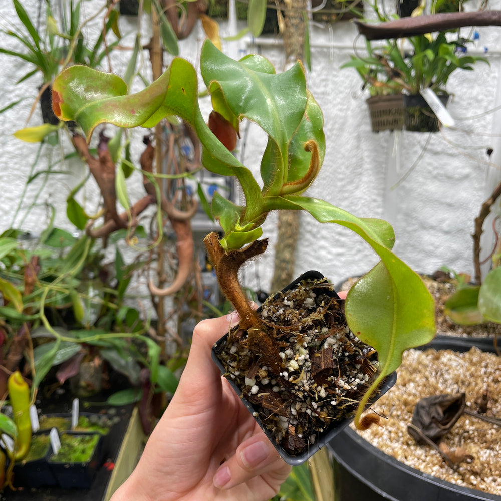 
                      
                        [A132] Nepenthes veitchii "Cobra" (Unpotted)
                      
                    