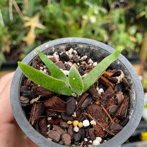 Platycerium willinckii 'Jade Girl' Staghorn Fern – Carnivero