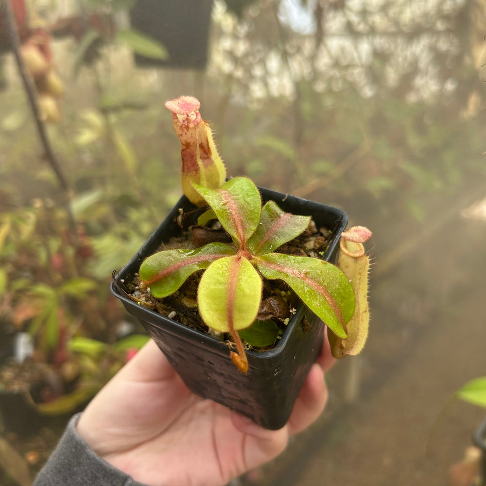 Nepenthes [(Rokko x boschiana) x veitchii-Orange Fade] #1 x (veitchii x allardii) #1, CAR-0712