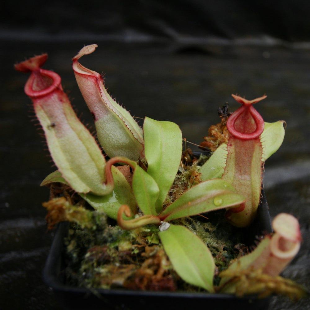 
                      
                        Nepenthes [(Viking x ampullaria) x ampullaria] x veitchii 'Pink Candy Cane', CAR-0233 Wholesale, pitcher plant, carnivorous plant, collectors plant, large pitchers, rare plants
                      
                    