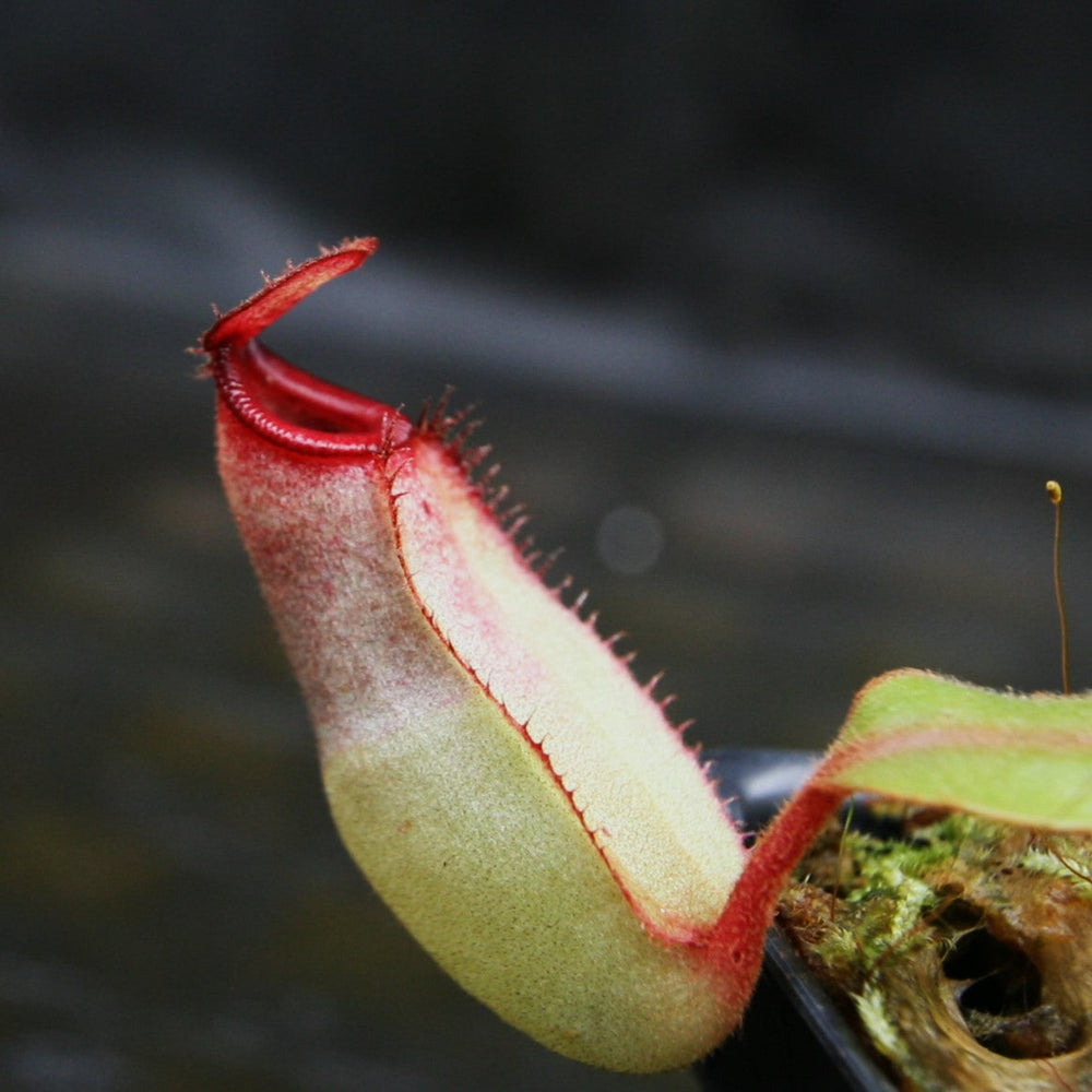 
                      
                        Nepenthes [(Viking x ampullaria) x ampullaria] x veitchii 'Pink Candy Cane', CAR-0233 Wholesale, pitcher plant, carnivorous plant, collectors plant, large pitchers, rare plants
                      
                    