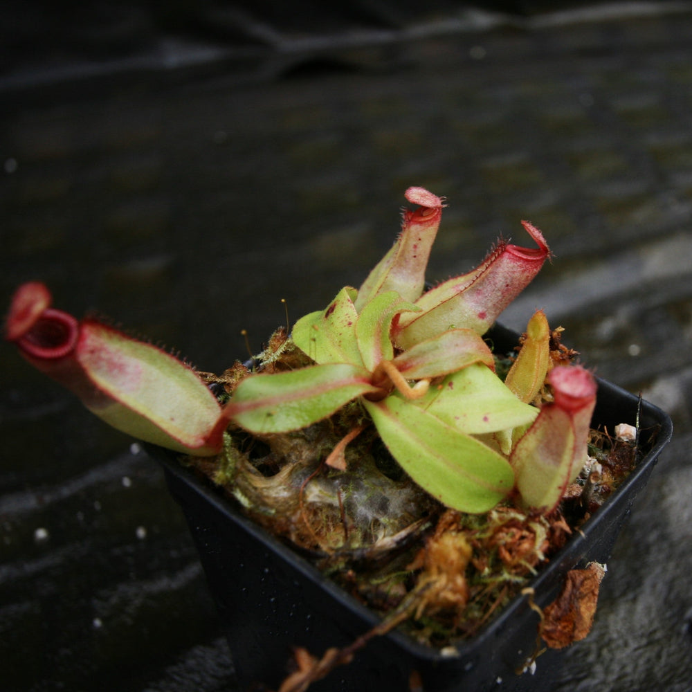 
                      
                        Nepenthes [(Viking x ampullaria) x ampullaria] x veitchii 'Pink Candy Cane', CAR-0233 Wholesale, pitcher plant, carnivorous plant, collectors plant, large pitchers, rare plants
                      
                    