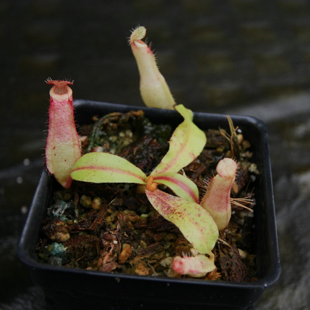 
                      
                        Nepenthes [(Viking x ampullaria) x ampullaria] x veitchii 'Pink Candy Cane', CAR-0233 Wholesale, pitcher plant, carnivorous plant, collectors plant, large pitchers, rare plants
                      
                    