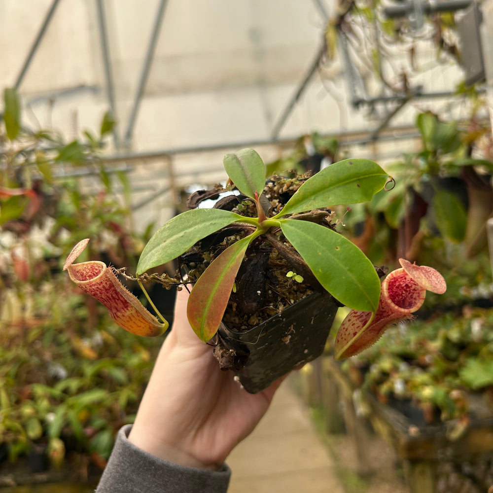 Nepenthes [(lowii x veitchii) x boschiana)] "Red Ruffled" x campanulata, CAR-0713