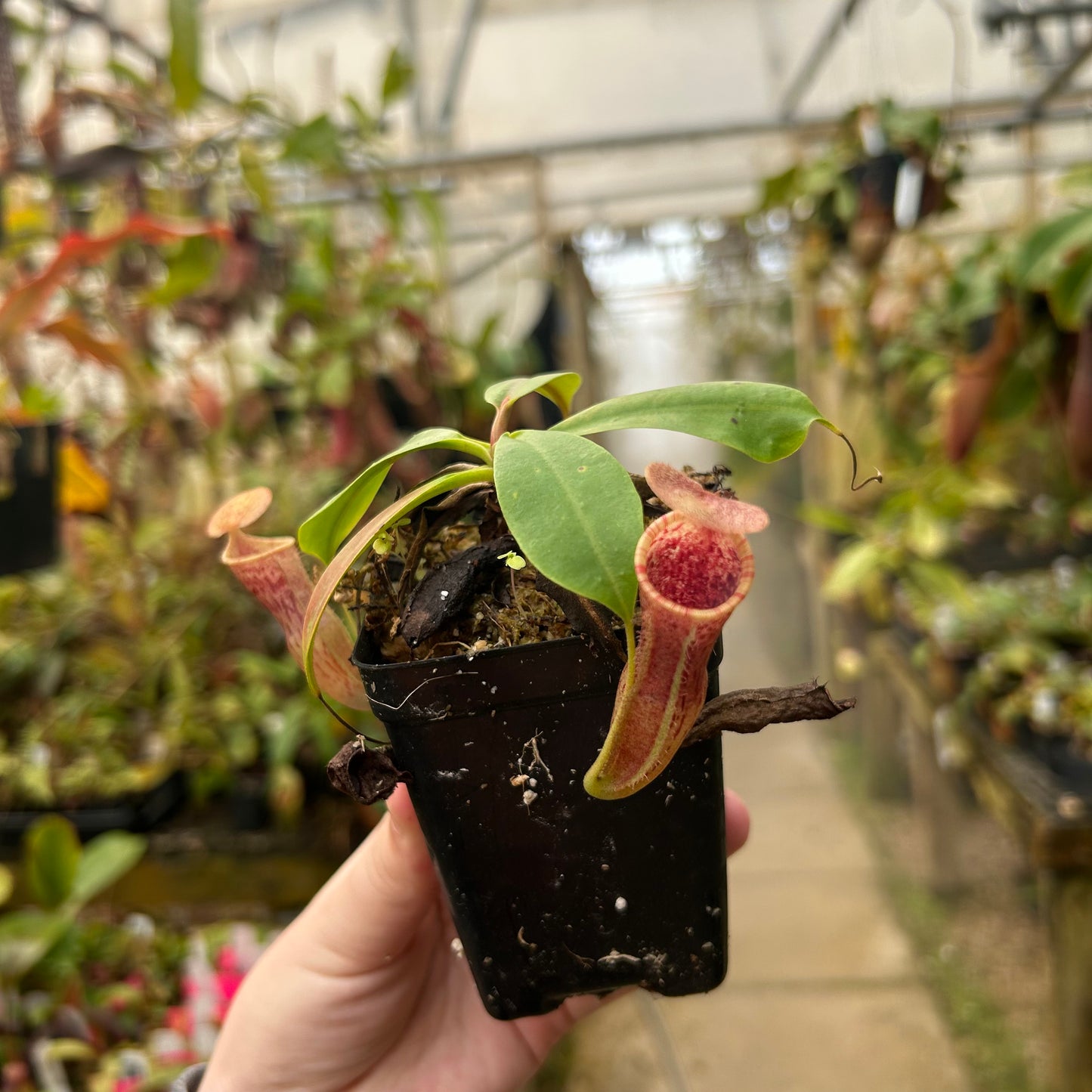 Nepenthes [(lowii x veitchii) x boschiana)] "Red Ruffled" x campanulata, CAR-0713