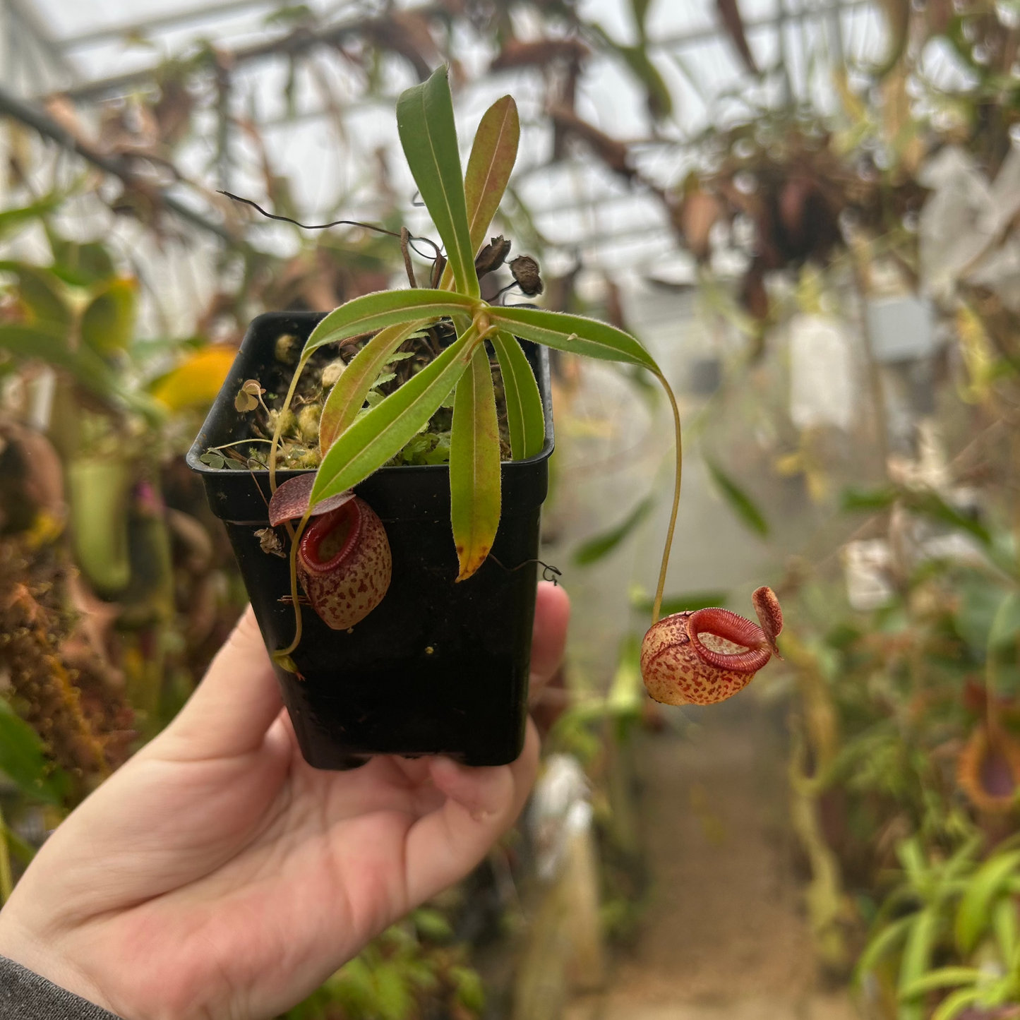 Nepenthes talangensis x tenuis, CAR-0714