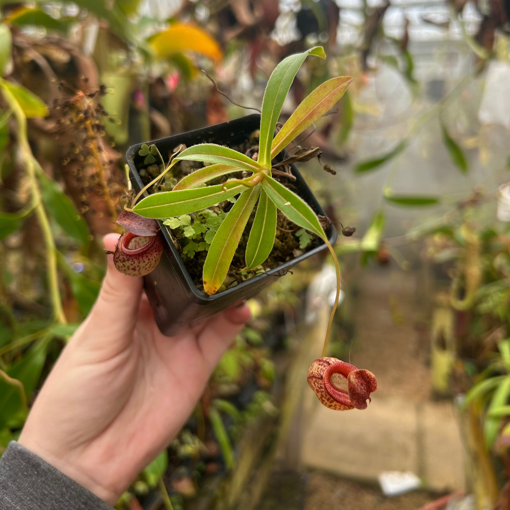 Nepenthes talangensis x tenuis, CAR-0714