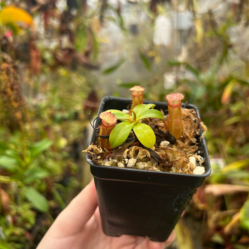 Nepenthes ventricosa JB x  edwardsiana, CAR-0716