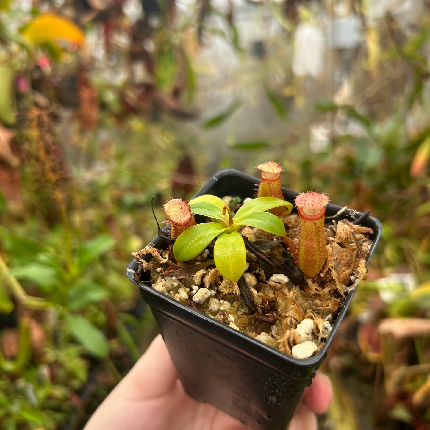 Nepenthes ventricosa JB x  edwardsiana, CAR-0716