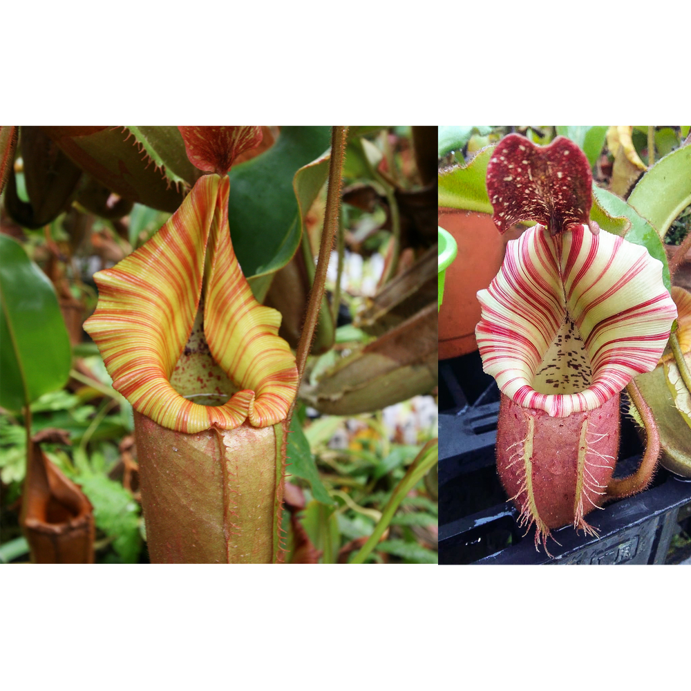 Nepenthes (Song of Melancholy x veitchii) x veitchii 